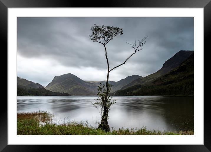 Buttermere lone tree at dawn Framed Mounted Print by Robbie Spencer