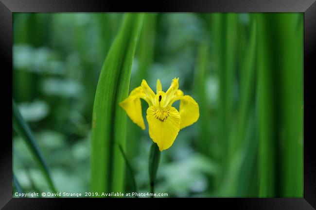 Wild Yellow Iris Framed Print by David Strange