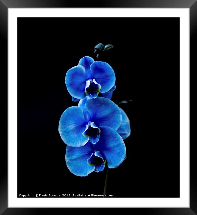 Blue Orchid Framed Mounted Print by David Strange