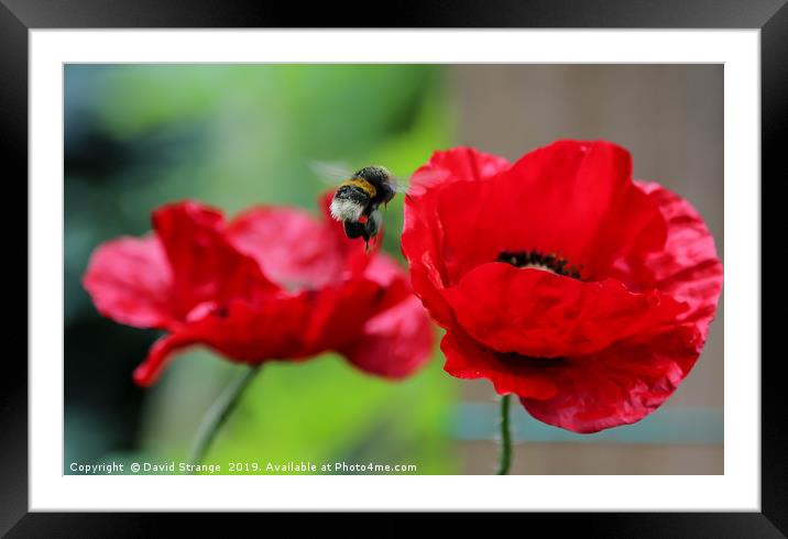 Hovering bee on British Poppies Framed Mounted Print by David Strange