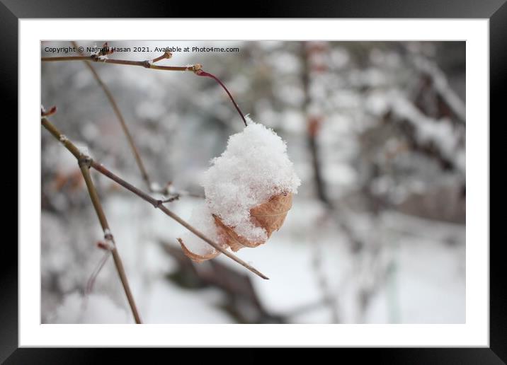 Snow on leaves of plant during snowfall winter season Framed Mounted Print by Photo Chowk