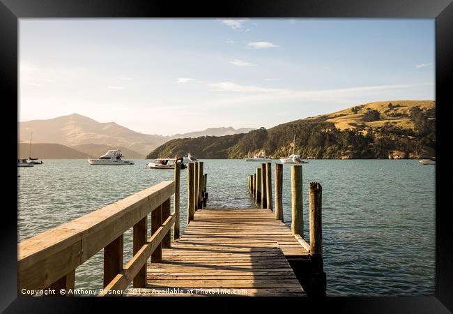 Wooden pier in Akaroa  Framed Print by Anthony Rosner