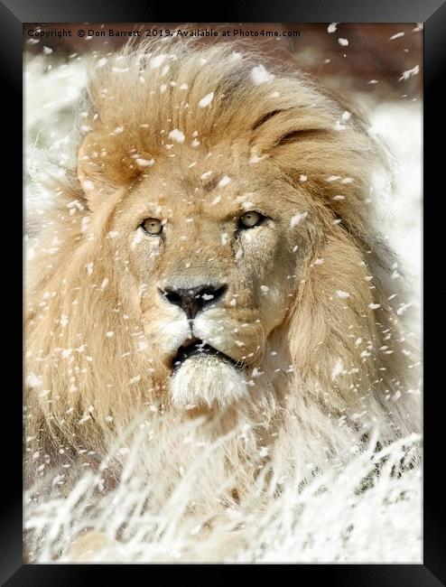 Snow Lion Framed Print by Don Barrett