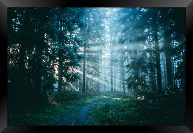 A path through a beautiful misty forest  Framed Print by David Wall