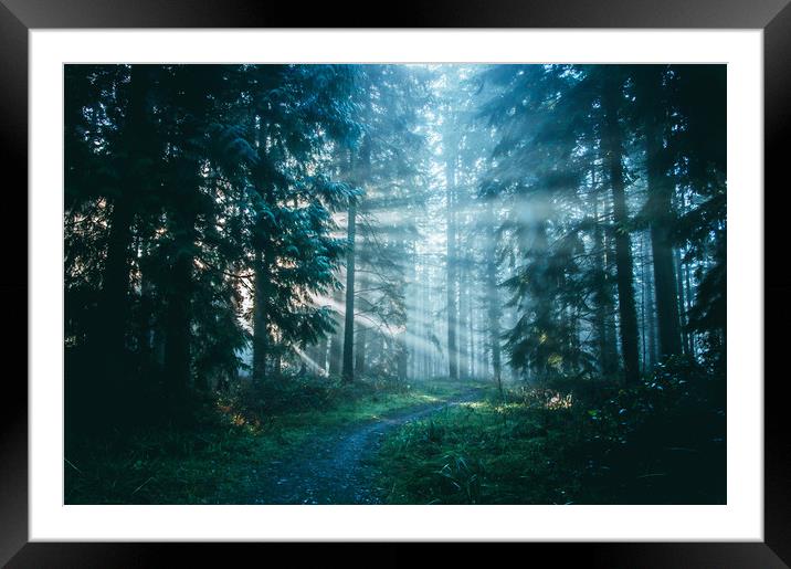 A path through a beautiful misty forest  Framed Mounted Print by David Wall