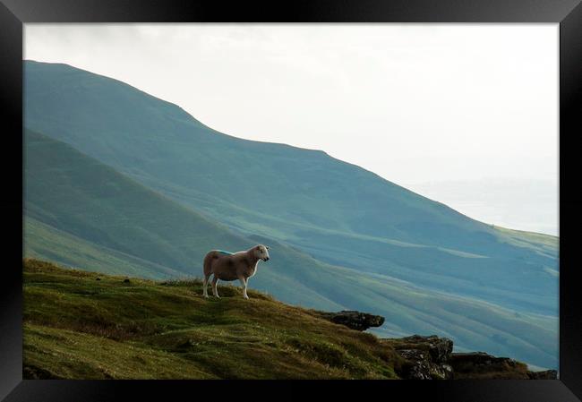 A sheep looking out from the escarpment and hills  Framed Print by David Wall