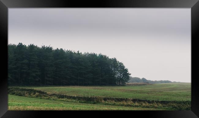 Forest edge Framed Print by David Wall