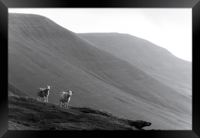 Mountain Sheep Framed Print by David Wall