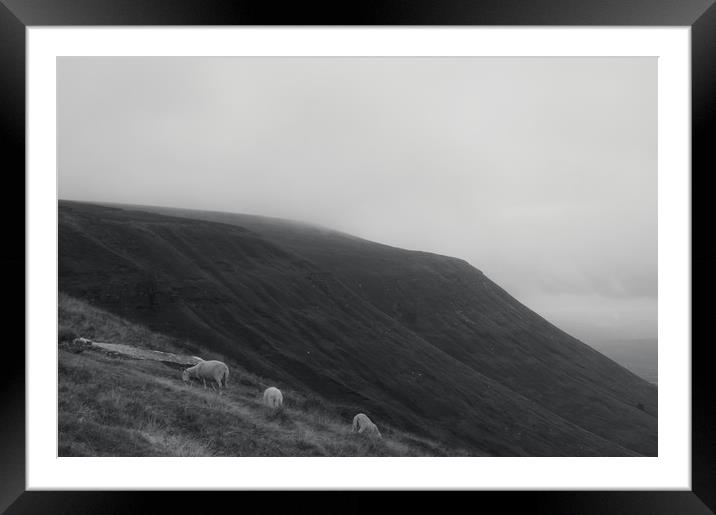Mountain sheep Framed Mounted Print by David Wall