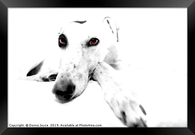 Greyhound Portrait Framed Print by Donna Joyce