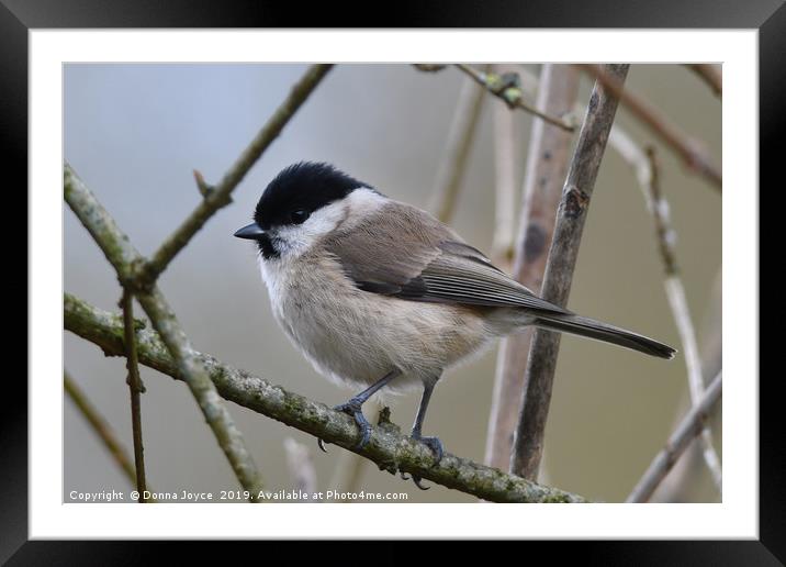 Marsh Tit Framed Mounted Print by Donna Joyce