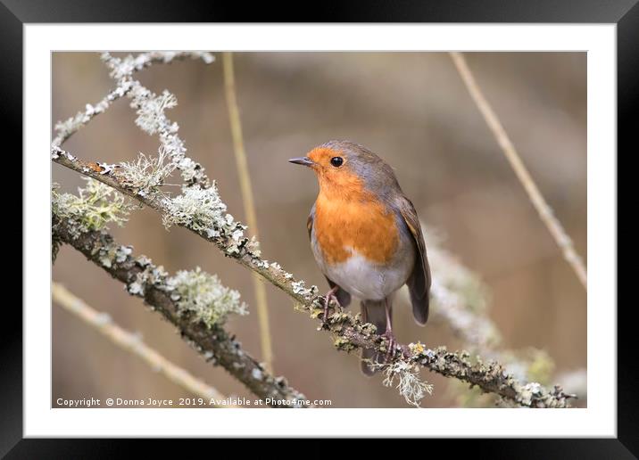 Robin Red Breast portrait Framed Mounted Print by Donna Joyce