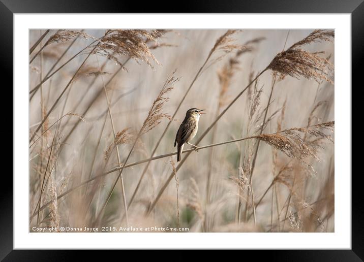 Sedge Warbler singing in the reeds Framed Mounted Print by Donna Joyce