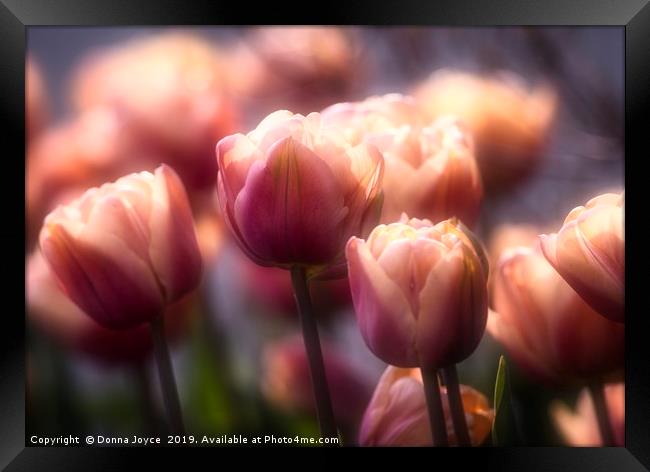 Tulips in spring Framed Print by Donna Joyce