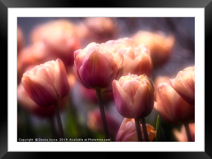 Tulips in spring Framed Mounted Print by Donna Joyce