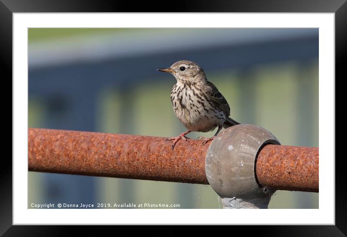 Meadow Pipit Framed Mounted Print by Donna Joyce