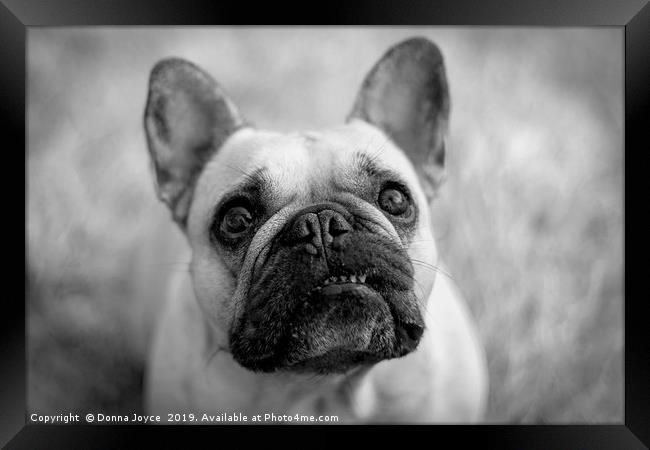 French Bulldog portrait Framed Print by Donna Joyce