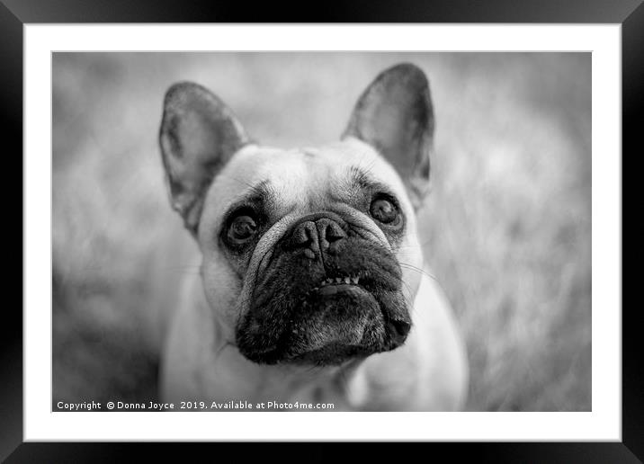 French Bulldog portrait Framed Mounted Print by Donna Joyce