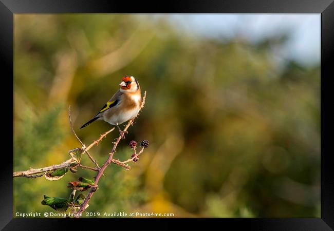 Goldfinch  Framed Print by Donna Joyce