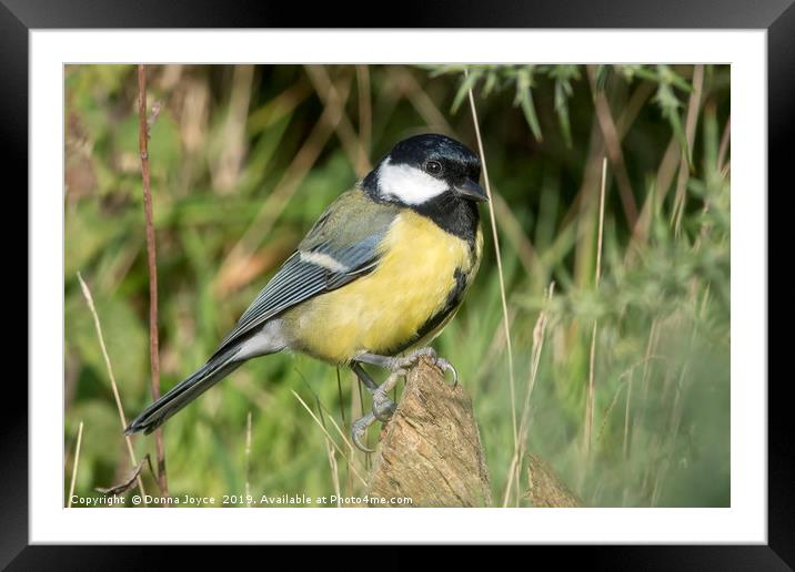 Portrait of a Great Tit Framed Mounted Print by Donna Joyce