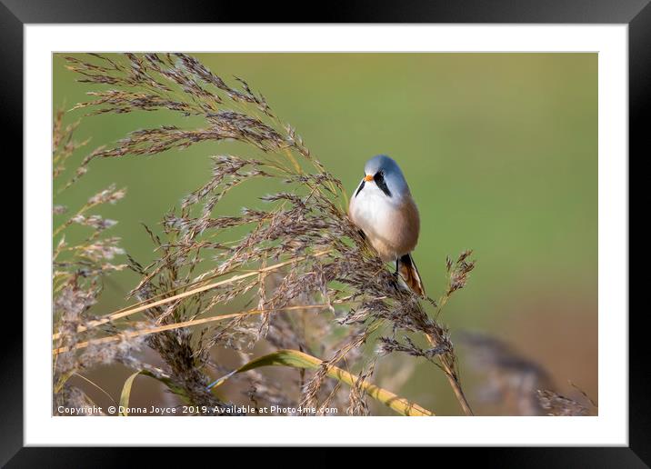 Bearded tit Framed Mounted Print by Donna Joyce