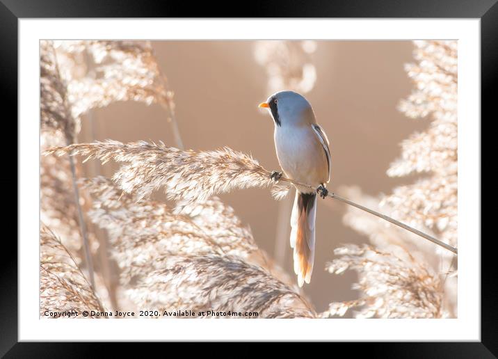 Bearded tit at sunrise Framed Mounted Print by Donna Joyce