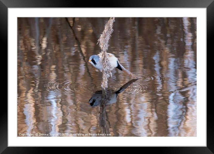 Bearded tit reflection Framed Mounted Print by Donna Joyce