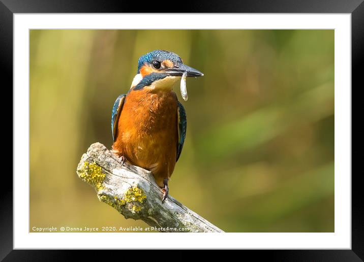 Kingfisher Framed Mounted Print by Donna Joyce