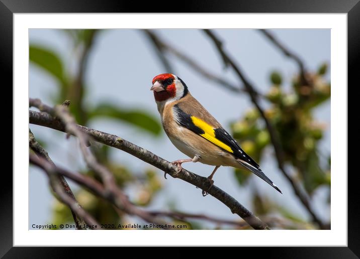 Gorgeous Goldfinch Framed Mounted Print by Donna Joyce