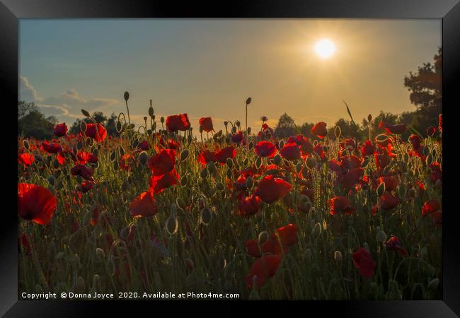 Poppy field at sunset Framed Print by Donna Joyce