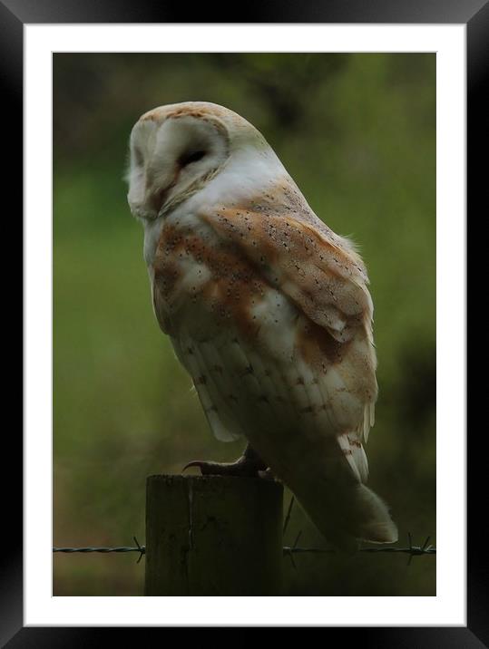 A Barn Owl Napping Framed Mounted Print by Lorraine Leversha-Capps