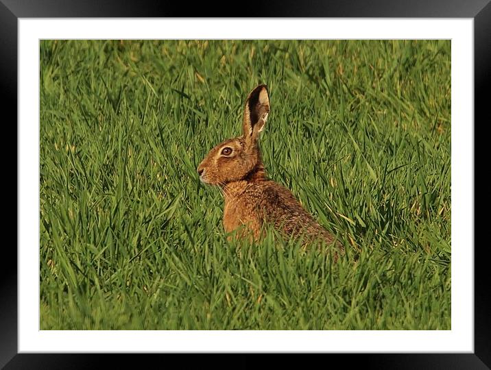 The Hare Framed Mounted Print by Lorraine Leversha-Capps