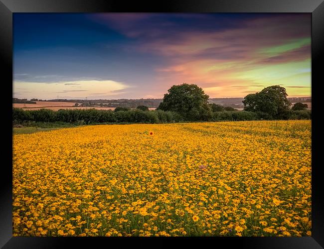 Sunflower at Sunset Framed Print by Steve Thomson