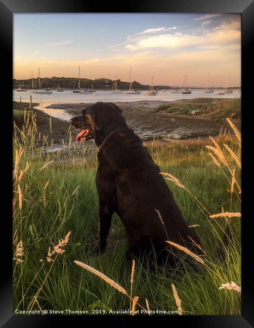 Labrador at the Golden Hour Framed Print by Steve Thomson