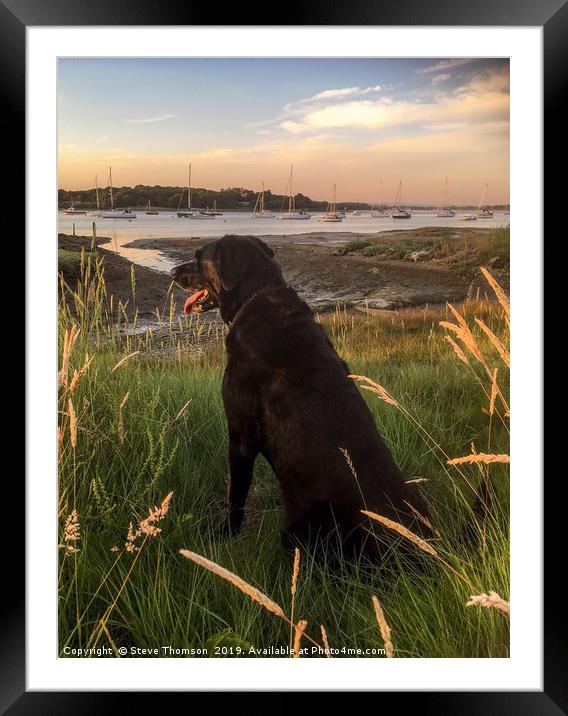Labrador at the Golden Hour Framed Mounted Print by Steve Thomson