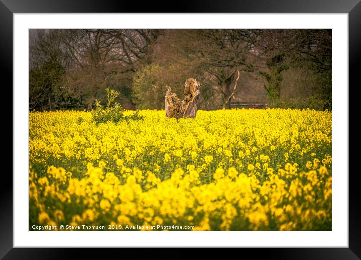 The Yellow Field Framed Mounted Print by Steve Thomson