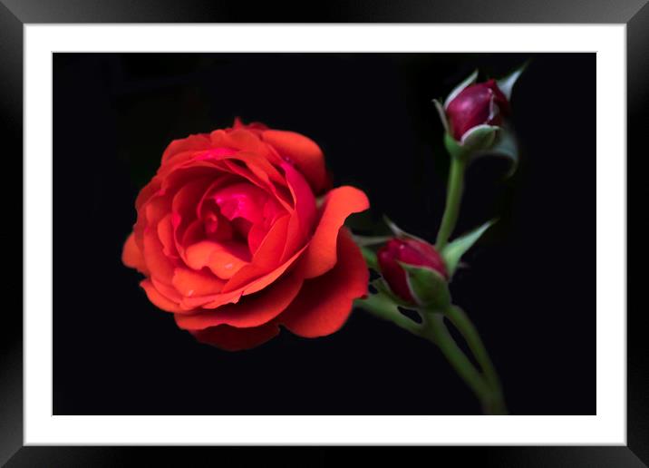Rose red Framed Mounted Print by sharon revell