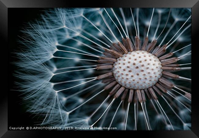 Dandelion seeds Framed Print by D.APHOTOGRAPHY 