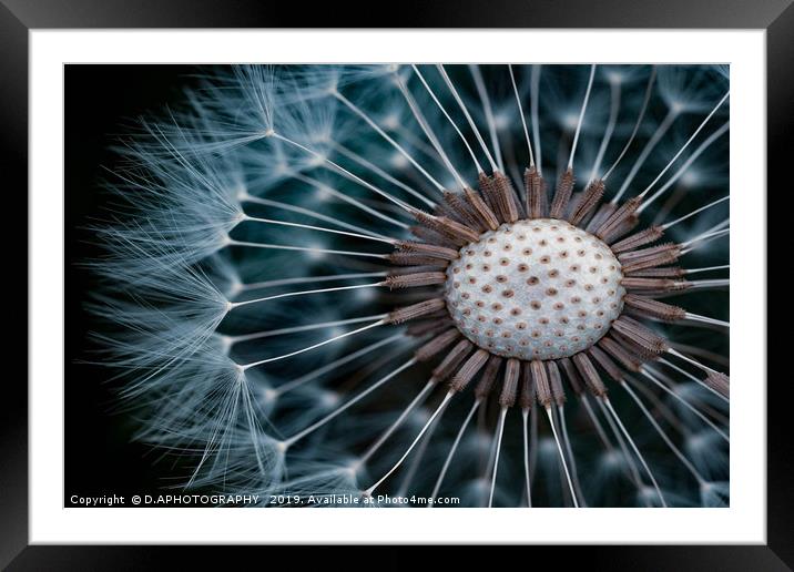 Dandelion seeds Framed Mounted Print by D.APHOTOGRAPHY 