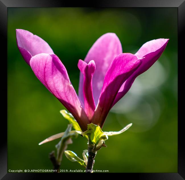 Magnolia Framed Print by D.APHOTOGRAPHY 