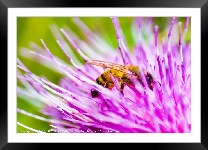 thistle bee Framed Mounted Print by D.APHOTOGRAPHY 