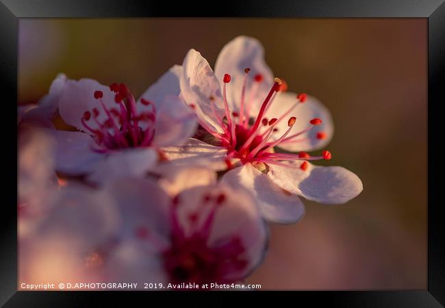 The little pink flower Framed Print by D.APHOTOGRAPHY 