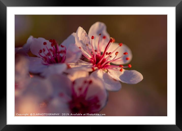 The little pink flower Framed Mounted Print by D.APHOTOGRAPHY 