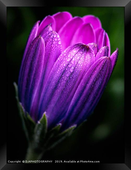 dreamy tulip Framed Print by D.APHOTOGRAPHY 