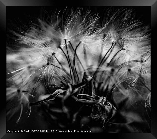 Dandelion seeds Framed Print by D.APHOTOGRAPHY 