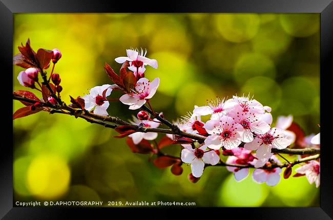 Cherry Blossum Framed Print by D.APHOTOGRAPHY 