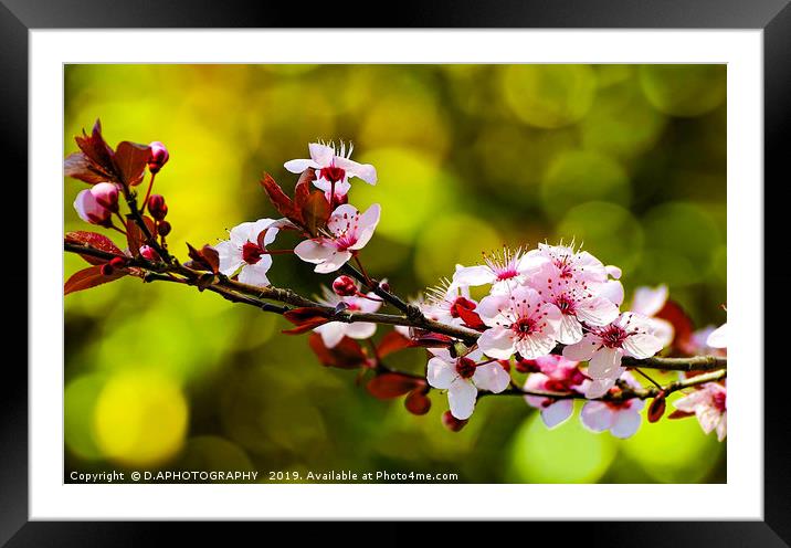 Cherry Blossum Framed Mounted Print by D.APHOTOGRAPHY 