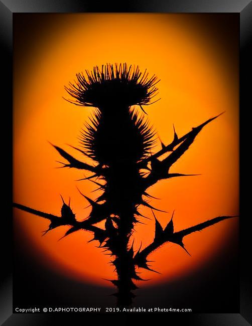 A thistle in the sun Framed Print by D.APHOTOGRAPHY 