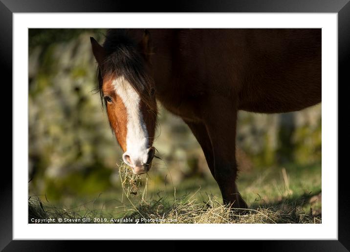 Brown and White Horse Grazing on Straw. Framed Mounted Print by Steven Gill
