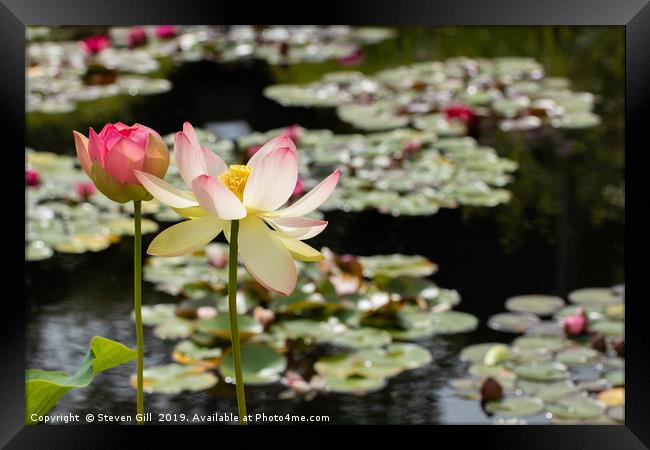 Sunlit Pink and White  Lotus Flowers.  Framed Print by Steven Gill